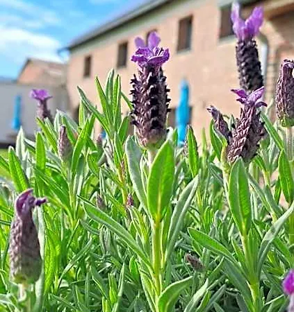 Bed & Breakfast Bingers Kleine Scheune Willich