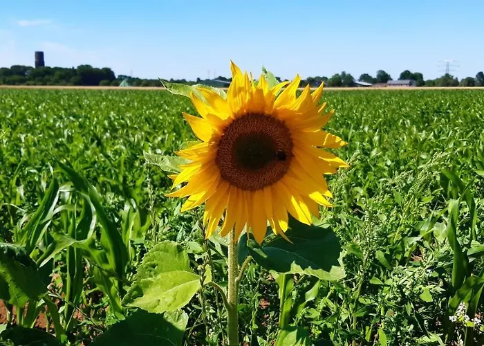 Bingers Kleine Scheune Bed and Breakfast 3*