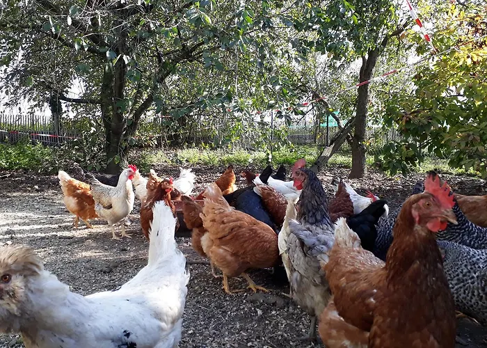 Bingers Kleine Scheune 3*