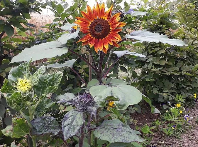 Bingers Kleine Scheune Bed & Breakfast Willich